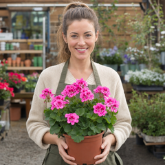 1 Large Plant - Geranium Calliope Hot Pink, Outdoor Garden Ready, 2L Pot