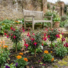 3 Large Plants - Fuchsia Tom Thumb, Ready to Plant in Your Garden, 1L Rootballs