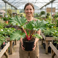 1 Rhubarb Victoria Plant, Hardy Perennial, Grow Your Own Fruit, Garden Ready, 17cm Root Ball