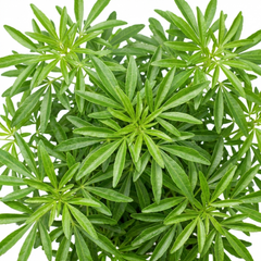 Choisya Greenfingers Shrub, Hardy Evergreen Mexican Orange Blossom Plant, 19cm 3L Root-Ball
