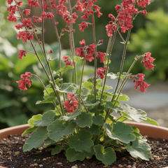 Heuchera Coral Forest | 2L Pot
