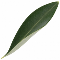 Mini Olive Tree in 1.5L Pot, 40–50cm, Nursery Pots
