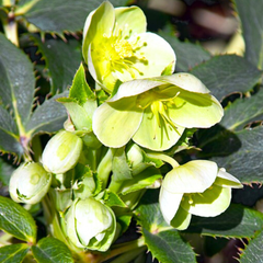 Hellebore Argutifolius | Large 2L Pot