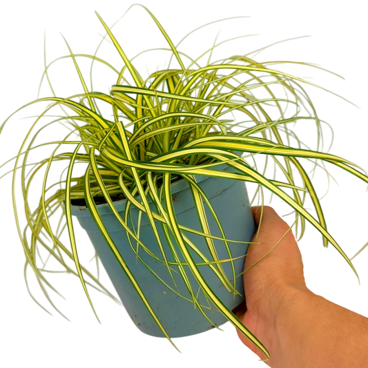 Carex Evergold