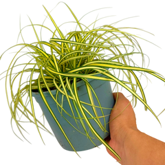 Carex Evergold