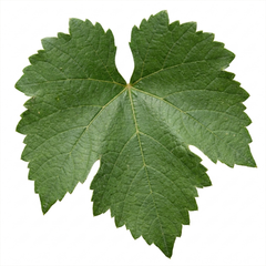 Grape Vitis Sulima White Vine Plant, Self Pollinating Hardy Outdoor Garden Ready, 3 Litre Root-Ball