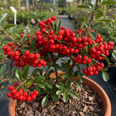 Pyracantha Red Star Firethorn Plant, Hardy Evergreen Climbing Hedge Shrub, Litre Root Ball