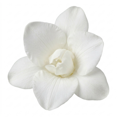 1 Freesia White River Perennial Plant, Fragrant Scented Summer Flowers, Outdoor Garden Ready, 17cm Root-Ball