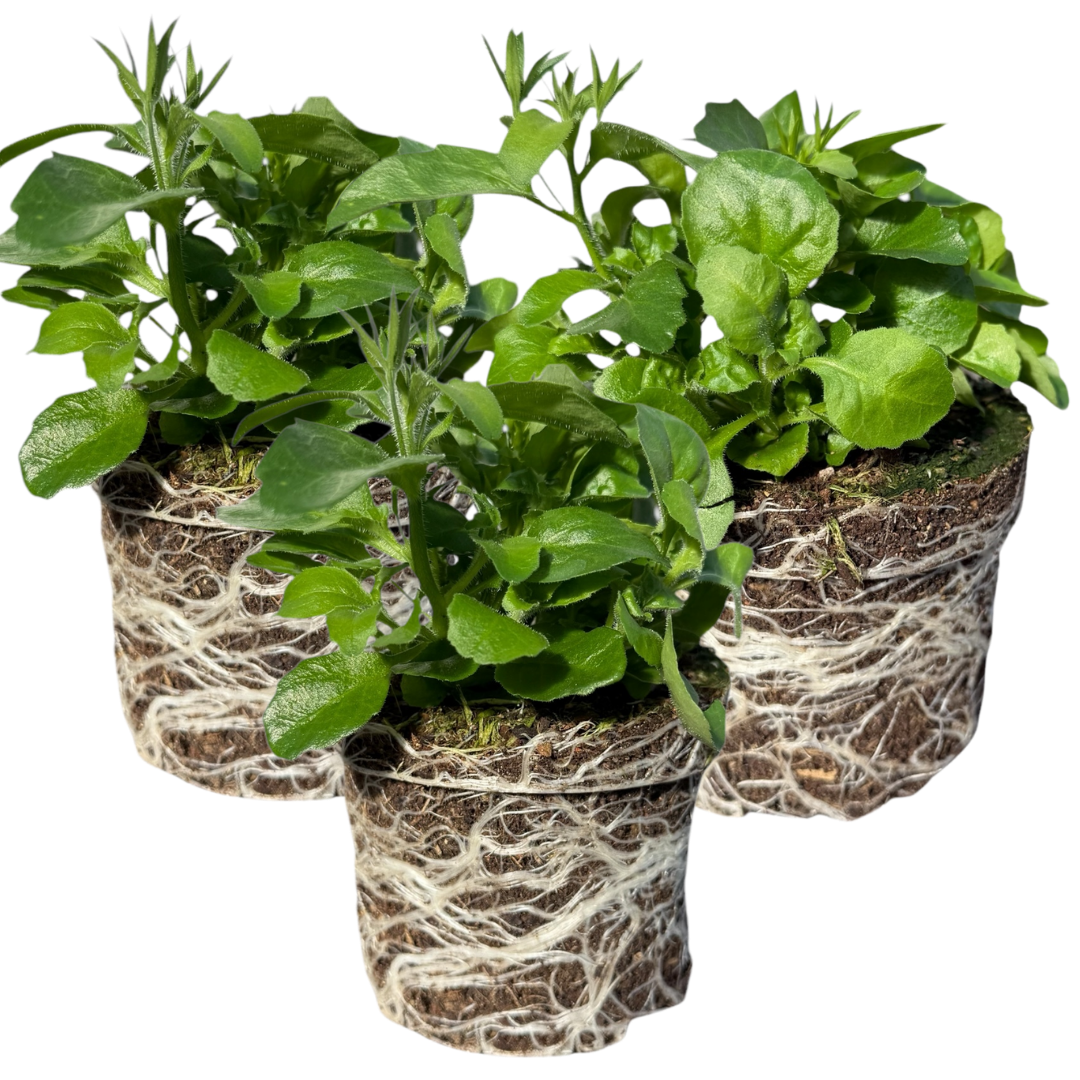 Lobelia Sweet Springs Blue | 3 or 6 1L Pots