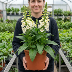 1 Digitalis Hanabee White Foxglove Plant, Hardy Perennial, Bee Friendly, 3 Litre Root Ball