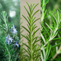 Rosemary Mix | 3 or 6 1L Pots
