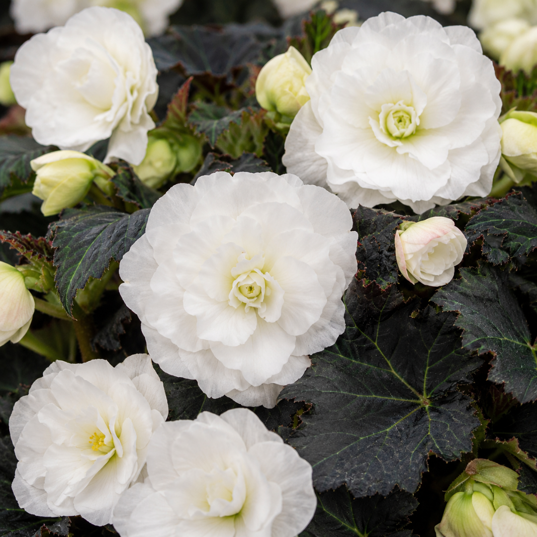 1 Large Plant - Begonia Non Stop Mocca White, Outdoor Garden Ready, 5L Pot