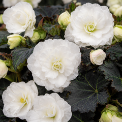 1 Large Plant - Begonia Non Stop Mocca White, Outdoor Garden Ready, 5L Pot