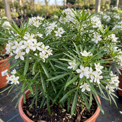 Choisya White Dazzler Plant, Fragrant Hardy Evergreen Garden Shrub, Mexican Orange Blossom, 3L Root Ball