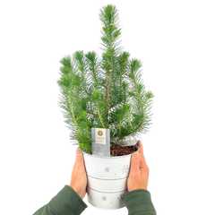 Christmas tree in white metal planter with lights