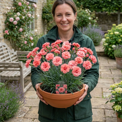 1 Cottage Pinks Dianthus Sugar Coral, Fragrant Hardy Summer Flowering Perennial Garden Plant, 17cm Root-Ball