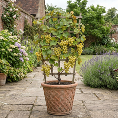 1 Large Plant - Grape Vitis Victoria White, Outdoor Garden Ready, 3L Pot
