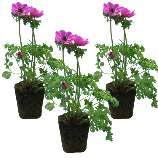 Anemone ‘Harmony Orchid’, Ready to Plant in Your Garden