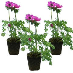 Anemone ‘Harmony Orchid’, Ready to Plant in Your Garden