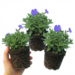 Aubrieta Kitte Blue, Ready to Plant in Your Garden, 1L
