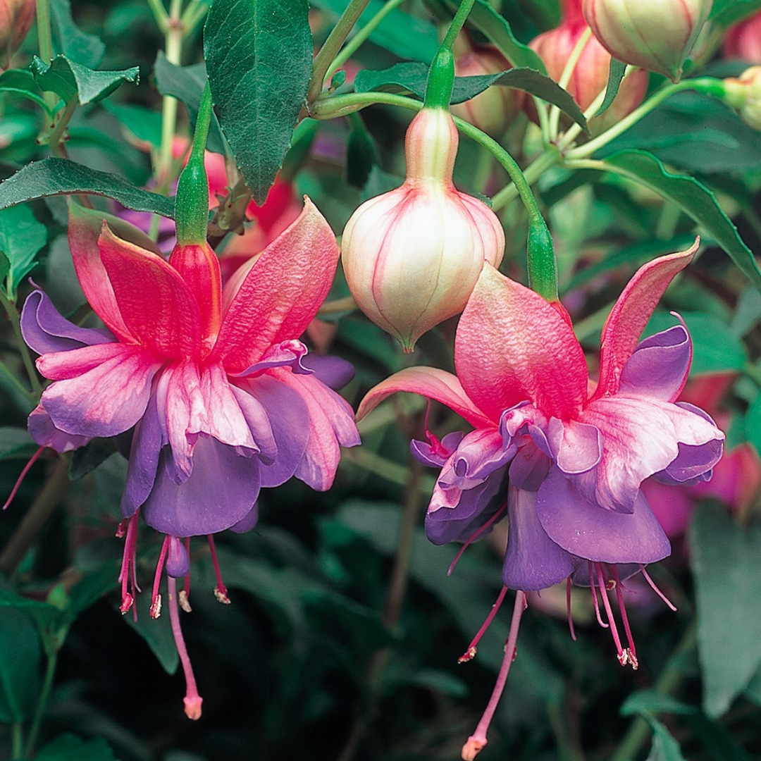 1 Large Plant - Fuchsia Bush Winston Churchill, Outdoor Garden Ready, 5L Pot