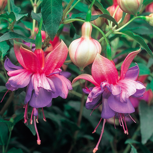 1 Large Plant - Fuchsia Bush Winston Churchill, Outdoor Garden Ready, 5L Pot