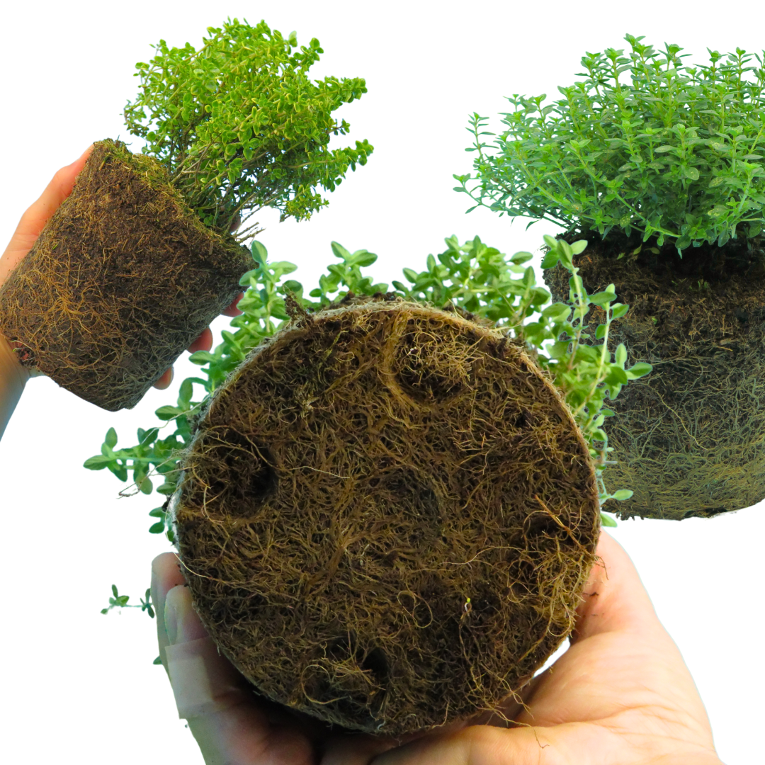 Thyme Lemon Variegated | 3 or 6 1L Pots