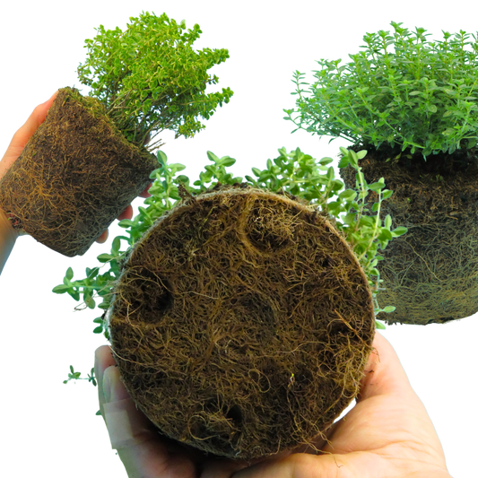 Thyme Lemon Variegated | 3 or 6 1L Pots