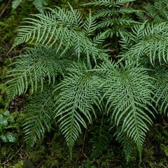 Dryopteris Linearis Polydactyla Male Fern Plants, Hardy Shade Loving Perennial Ferns, Garden Ready, 1 Litre Root-Ball