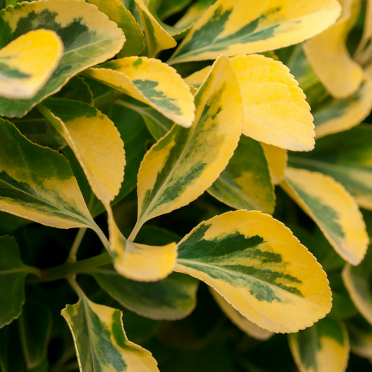 Ligustrum Aureum | 2L Pot