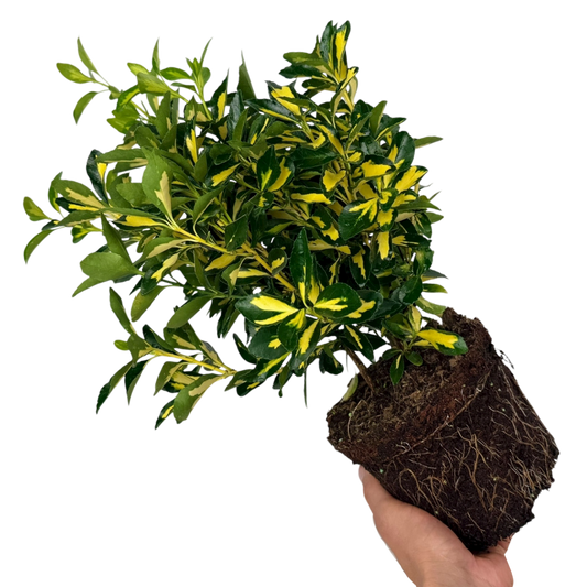 Euonymus Ovatus Aureus | 2L Pot