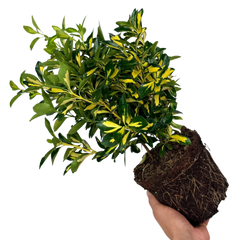 Euonymus Ovatus Aureus | 2L Pot