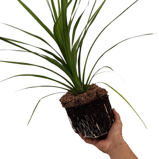 Cordyline Peko