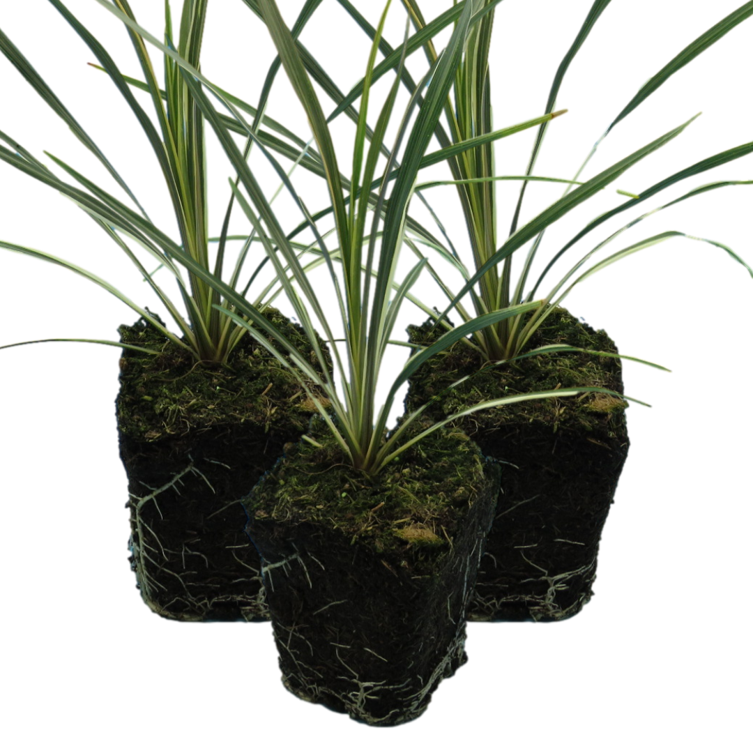 Torbay Dazzler | 3 or 6 1L Pots