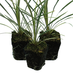 Torbay Dazzler | 3 or 6 1L Pots
