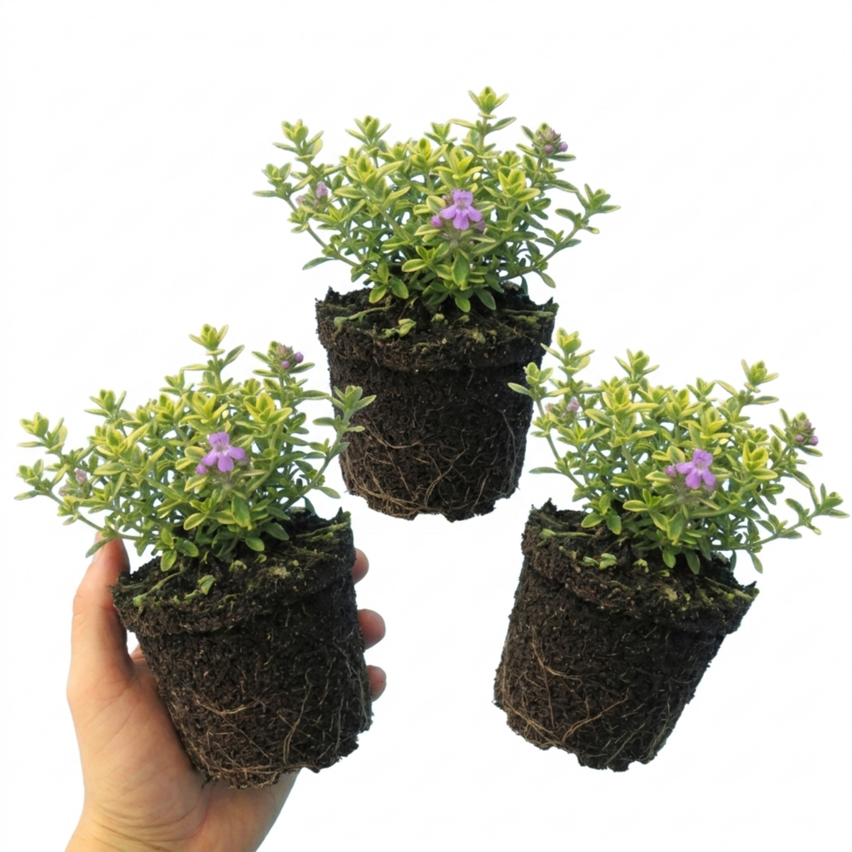 Thymus citriodorus ‘Doone Valley’ Thyme Herb Plants, Hardy Perennial Culinary Herb, Outdoor Garden Ready, 1 Litre Root-Ball