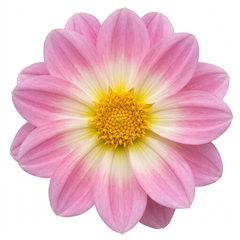 1 Large Plant - Dahlia Dahlegria Tricolour, Ready to Plant in Your Garden, 3L