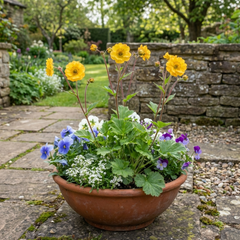Set of 3 or 6 Geum Lady Stratheden Hardy Perennial Plants, Yellow Summer Flowering, Bee Friendly Cottage Garden Plants, Outdoor Garden Ready, 1 Litre Root-Ball