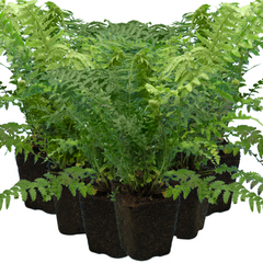 Male Fern | 3 or 6 1L Pots