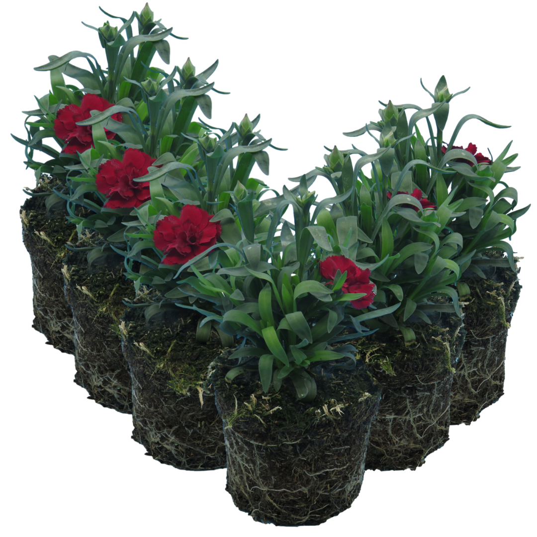 Carnation Dark Red | 3 or 6 1L Pots