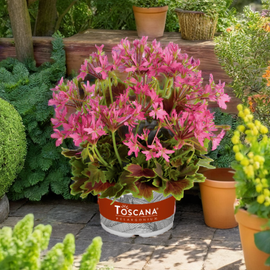 Geranium Pelgardini Lotusland | 3 or 6 1L Pots