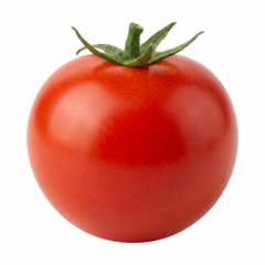 Set of 3 or 6 Large Plants - Tomato Summerlast Variety, Ready to Plant in Your Garden