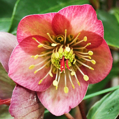 Hellebore Frostkiss Penny's Pink | 2L Pot