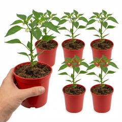 Sweet Pepper Plants - Liberty Belle, Ready to Plant in Your Garden