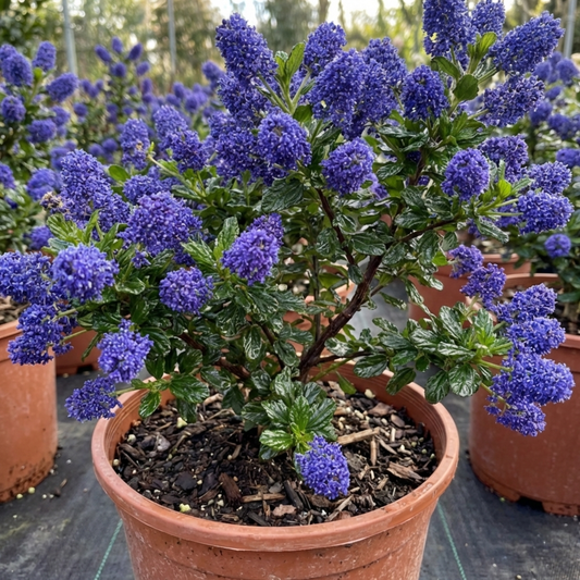 Ceanothus Puget Blue Plant | California Lilac Hardy Evergreen Blue Flowering Shrub, 3L Root-Ball
