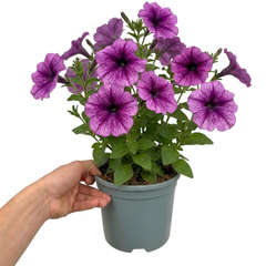 1 Large Plant - Petunia Sanguna Mega Purple Vein, Outdoor Garden Ready, 2L Pot
