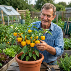 Sweet Pepper Snack Yellow, Ready to Plant in Your Garden