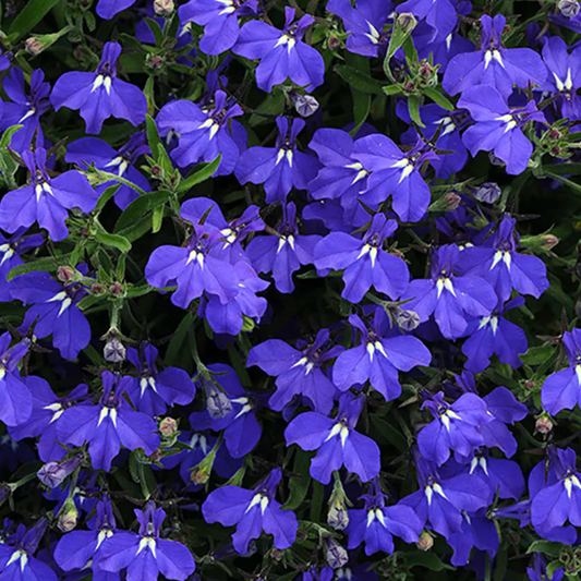 3 Large Lobelia Plants - Sweet Springs Dark Blue, Ready to Plant in Your Garden