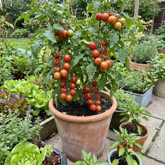Set of 3 or 6 Large Plants - Tomato Ricola Fire & Lightning, Ready to Plant in Your Garden