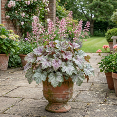 1 Heuchera Pink Fizz Coral Bells Plant, Hardy Evergreen Perennial, 17cm Root Ball